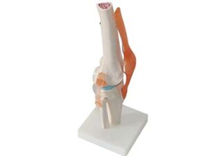 Human Knee Joint Simulation Model Anatomy Teaching Model - Image 2