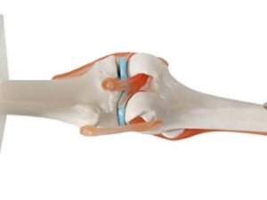 Human Knee Joint Simulation Model Anatomy Teaching Model - Image 4