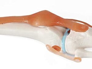 Human Knee Joint Simulation Model Anatomy Teaching Model - Image 6