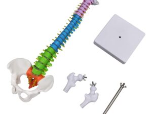 Aliwovo Spine Mini Cord Model Anatomy Medical Education Model 17.7" Color Vertebral Column Model with Spinal Nerves, Pelvis, Femur, Colorful Poster - Image 3