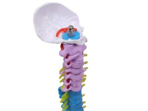 Aliwovo Spine Mini Cord Model Anatomy Medical Education Model 17.7" Color Vertebral Column Model with Spinal Nerves, Pelvis, Femur, Colorful Poster - Image 4
