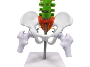 Aliwovo Spine Mini Cord Model Anatomy Medical Education Model 17.7" Color Vertebral Column Model with Spinal Nerves, Pelvis, Femur, Colorful Poster - Image 2